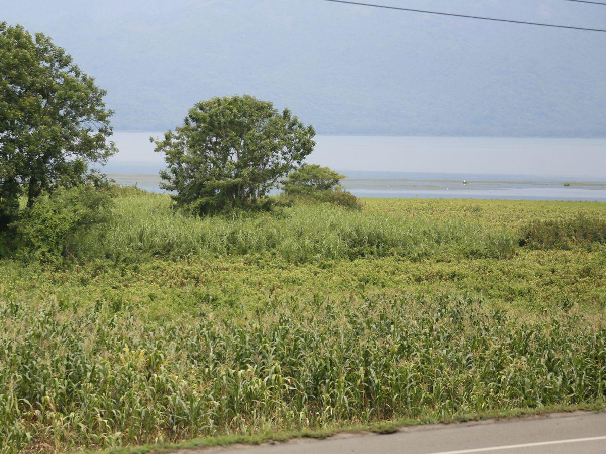 $!En vez de reforestar el área protegida, la gente que está cercando el Lago de Yojoa siembra milpas.