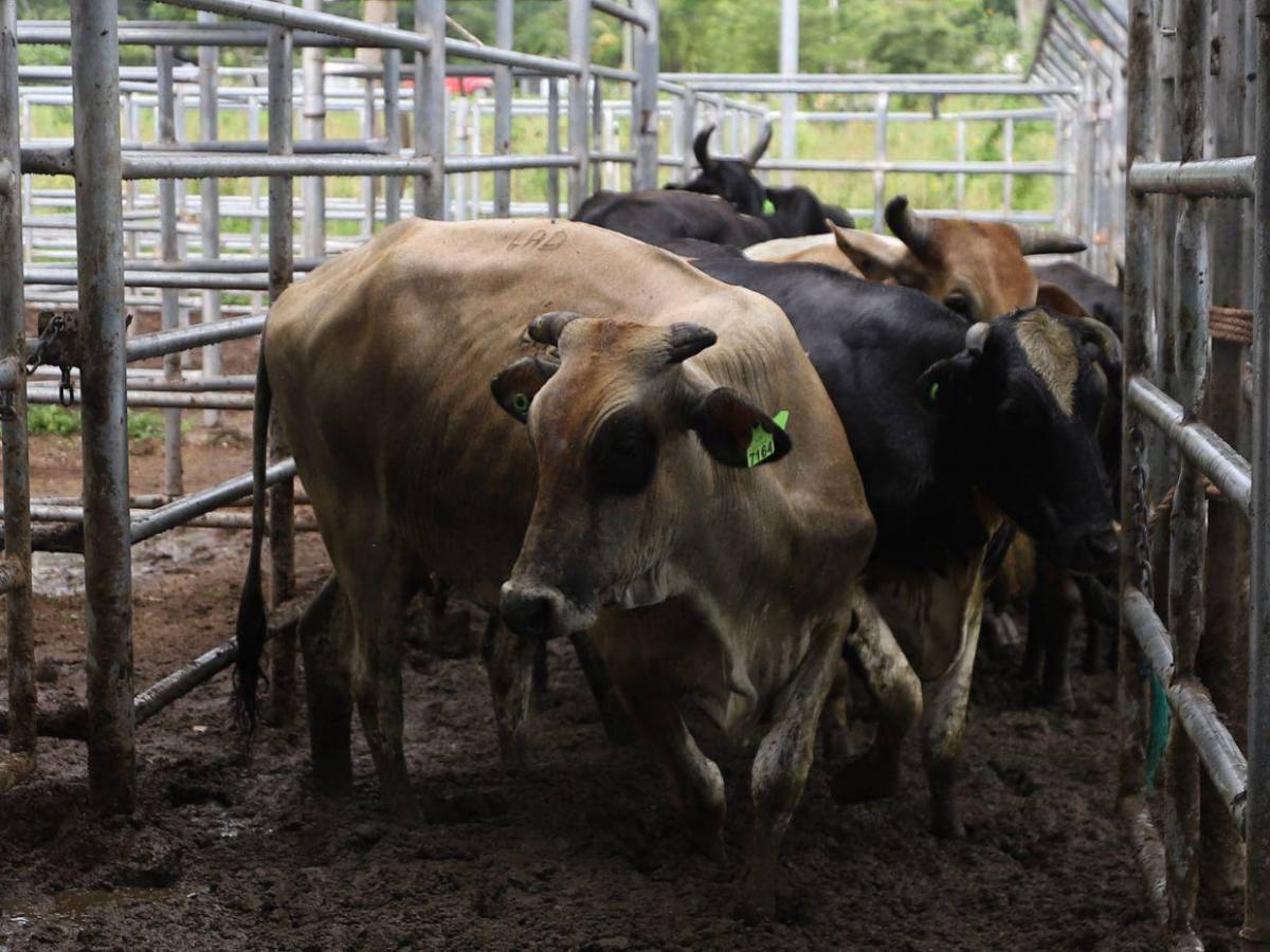 Gusano barrenador: una mosca pone en jaque al ganado de Honduras