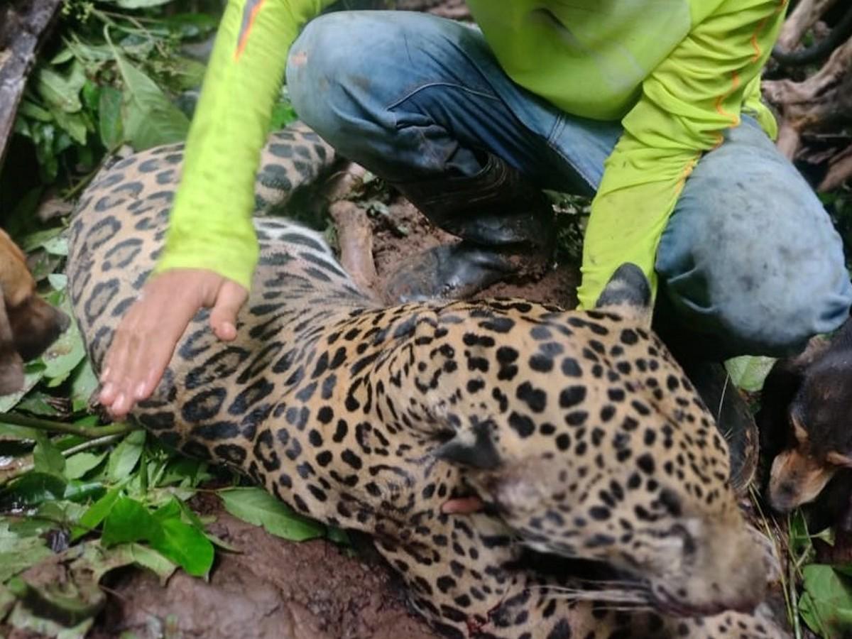 Cazadores exhiben en redes a jaguar tras matarlo en montañas de Olancho