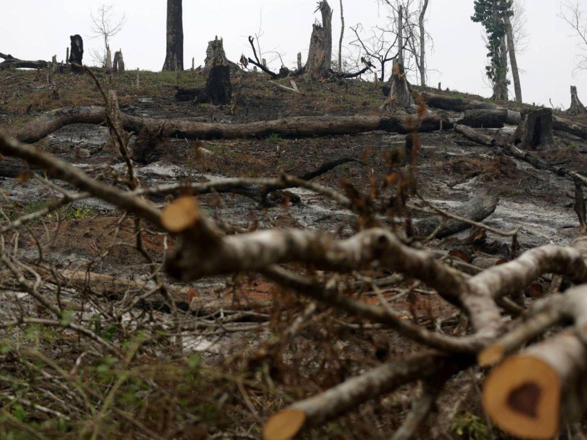 Ocupación de tierras, narcocarreteras y deforestación: conflicto en el río Plátano