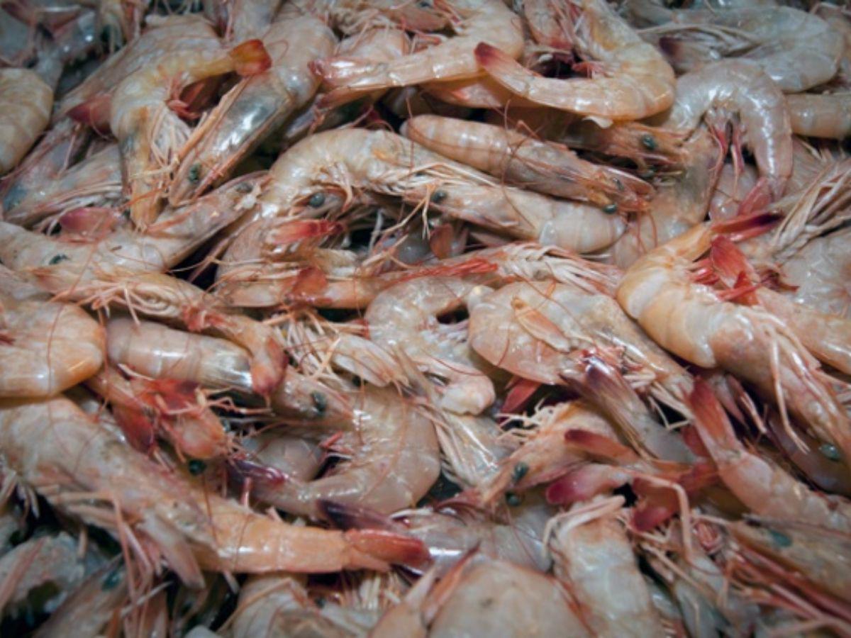 México suspende bloqueo al camarón cocinado, pero mantiene prohibición al congelado