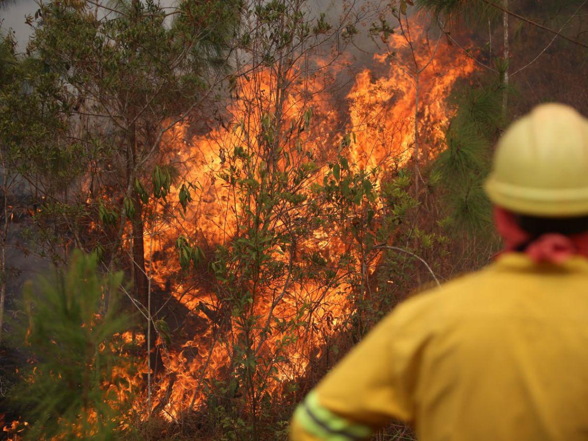 Incendios y hectáreas quemadas en este semestre superan cifras de 2023