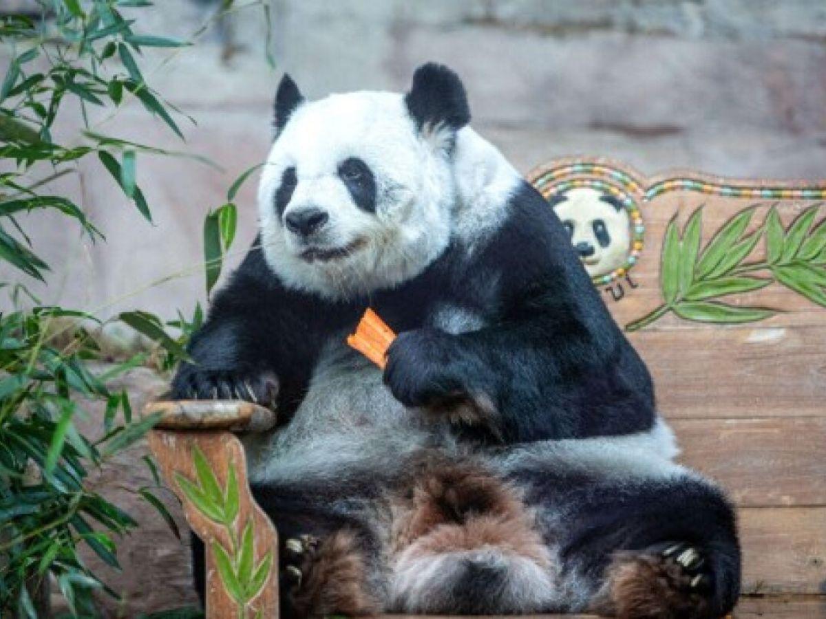 Muere Lin Hui, la última panda gigante cedida por China que quedaba en Tailandia