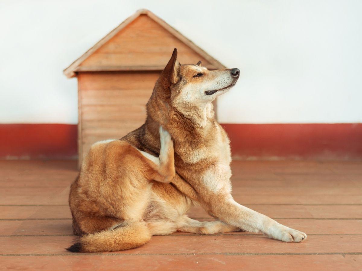 La piel del perro, aunque cubierta de pelo, sigue siendo susceptible, especialmente en áreas más delicadas como las orejas y abdomen.