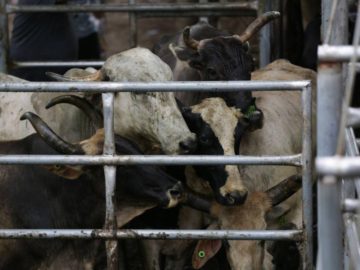 Gusano barrenador: una mosca pone en jaque al ganado de Honduras