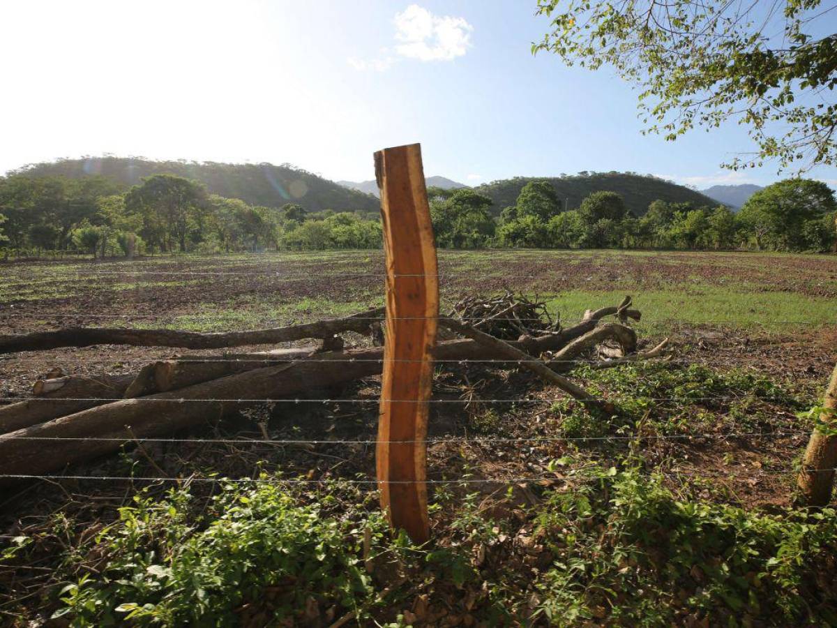 Para montar narcolaboratorios despojan a familias de sus tierras en Colón y Olancho