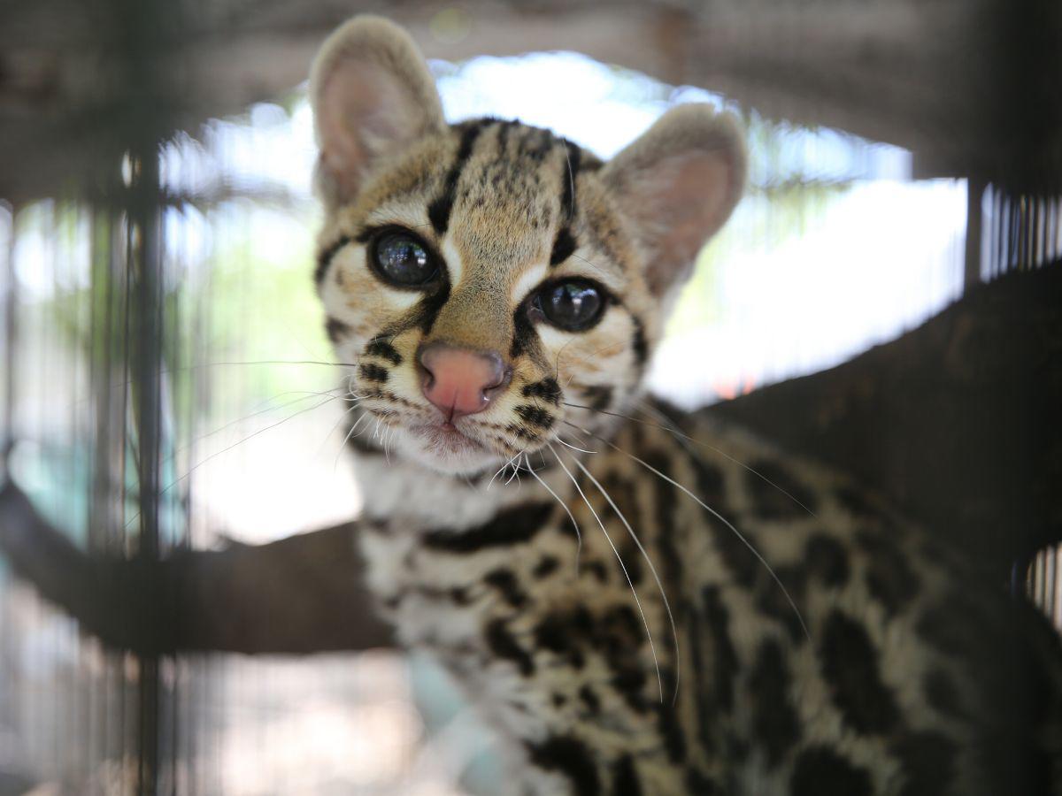 Este Ocelote también será liberado, luego de pasar el proceso en el centro de rescate.