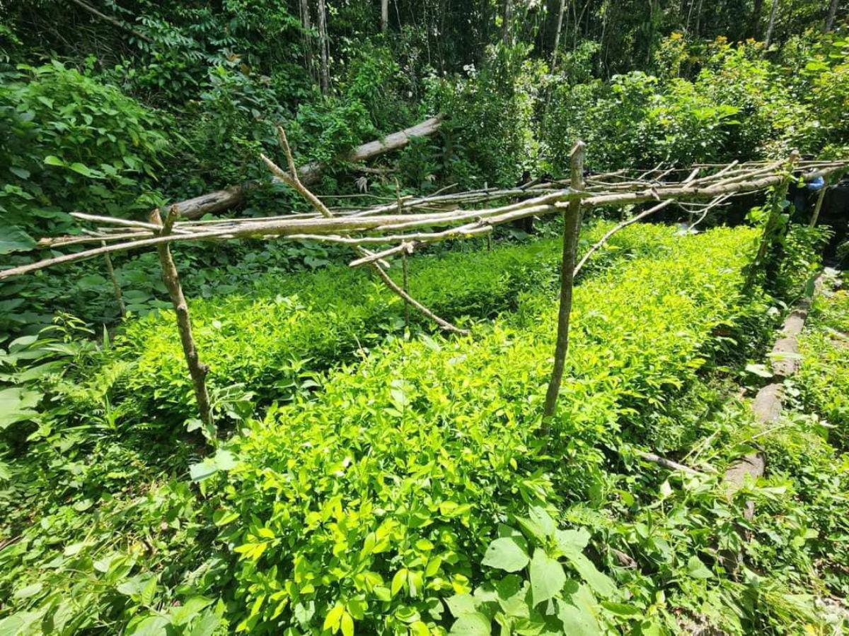 Aseguran plantación de coca y narcolaboratorio en Olanchito, Yoro