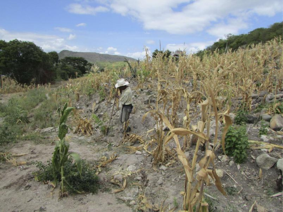 ¿Qué medidas plantea Honduras para enfrentar la sequía en la agricultura?