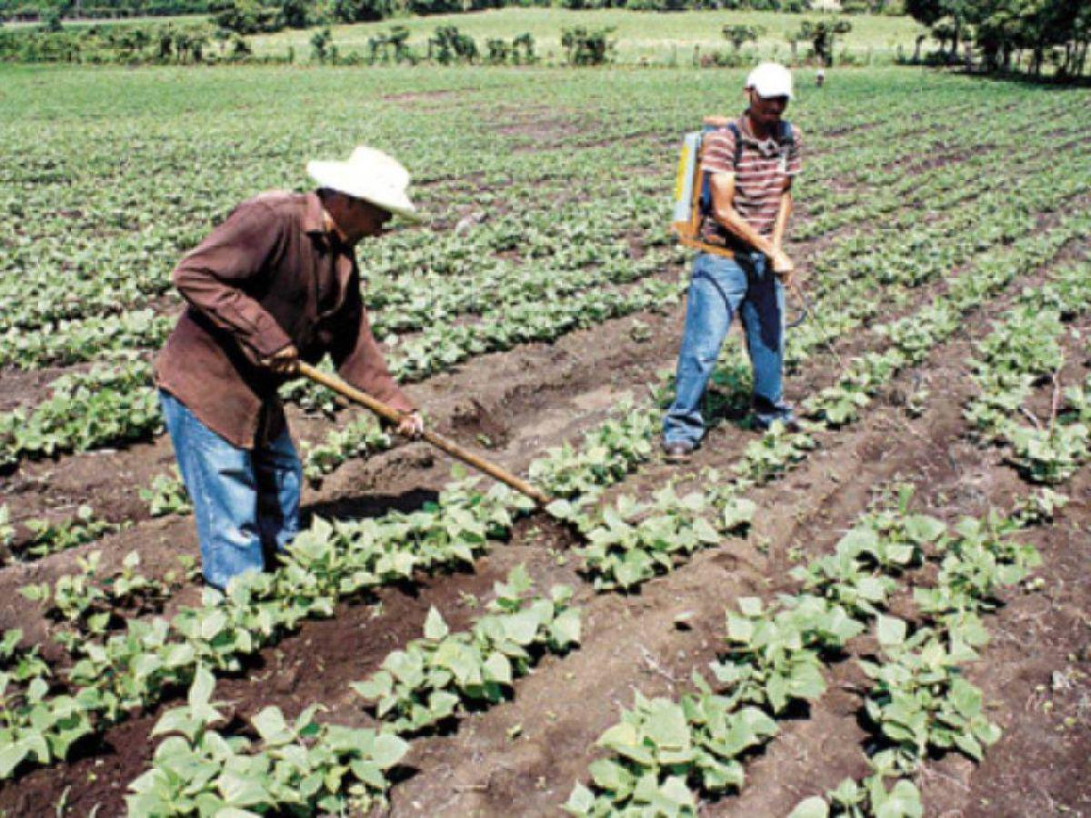 Agricultores abandonan el campo por falta de políticas que protejan sus intereses