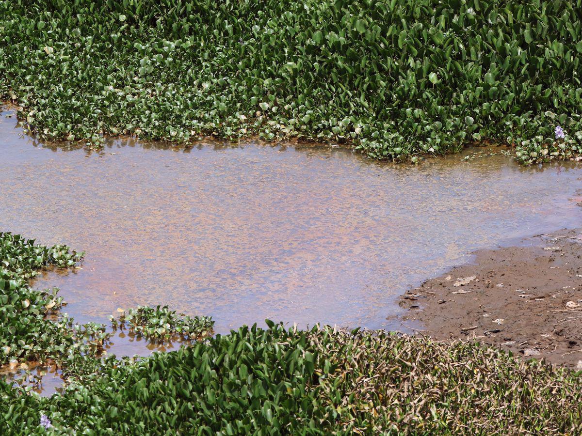 En síntesis, el exceso de nutrientes provenientes de aguas residuales genera que la planta invasora se reproduzca de una manera sumamente eficiente dentro del embalse que abastece el 30% de abonados de la UMAPS.