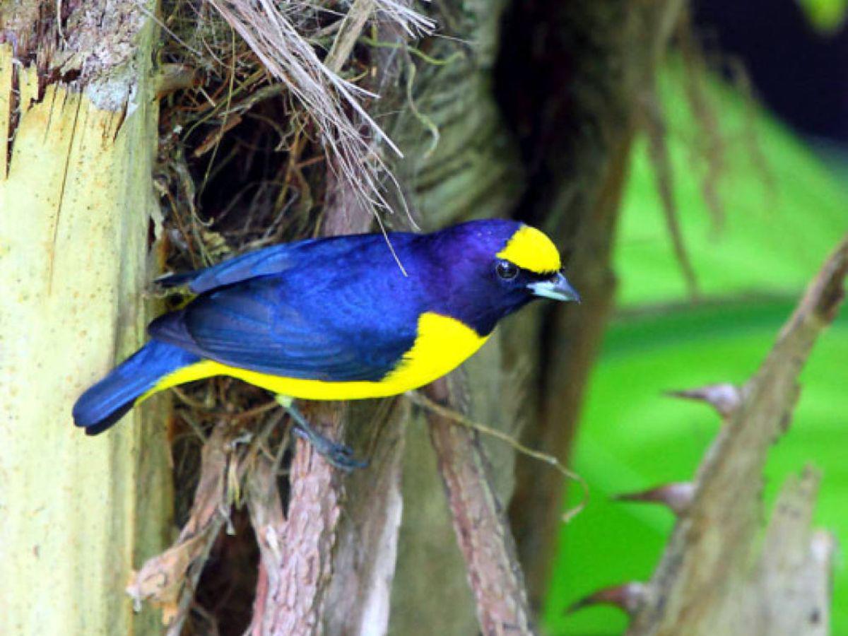 Festival de Aves impulsará los subsistemas de áreas protegidas