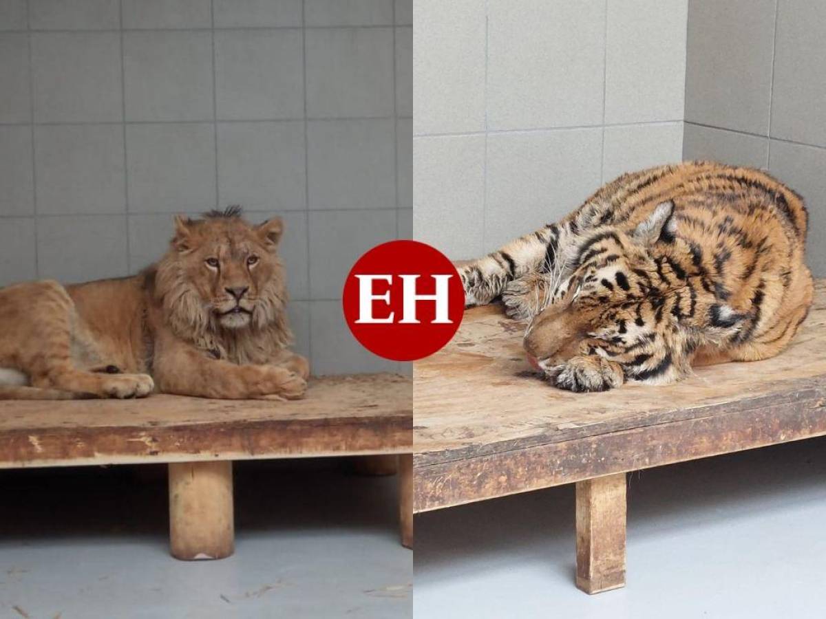 Refugian a dos leones y dos tigres ucranianos “gravemente traumatizados”