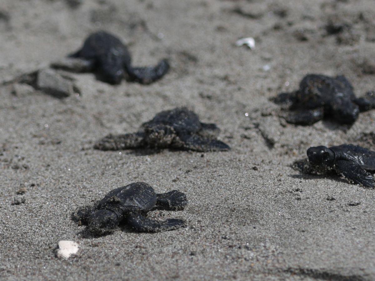 La emocionante liberación de la tortuga golfina en el sur de Honduras