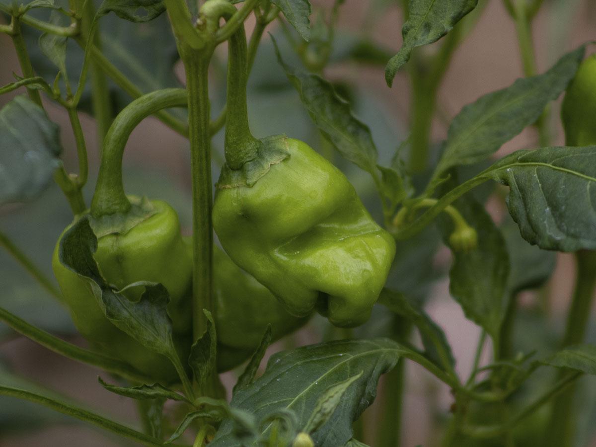 Todos los huertos familiares, son libres de fertilizantes y pesticidas, para garantizar su inocuidad.