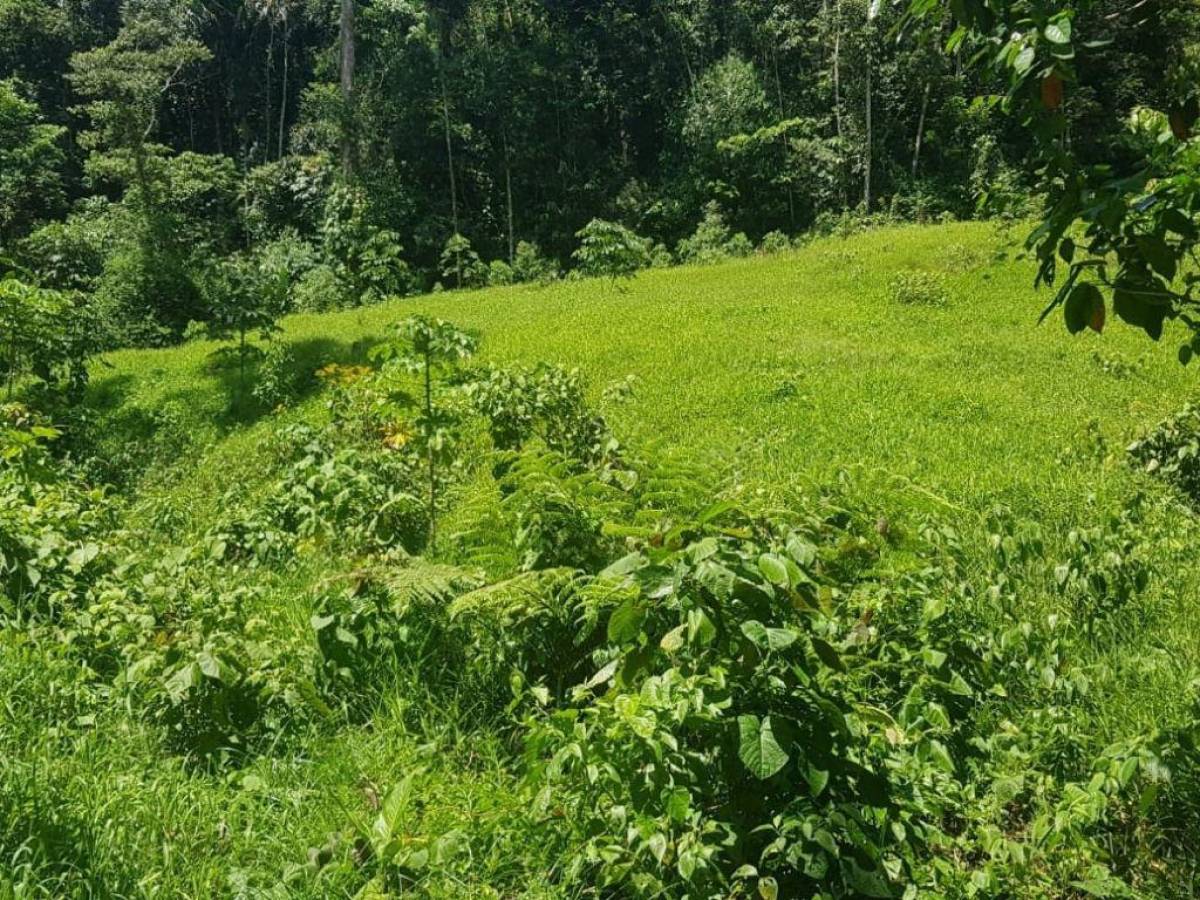 Aseguran cuatro manzanas de plantación de arbustos de coca en Colón