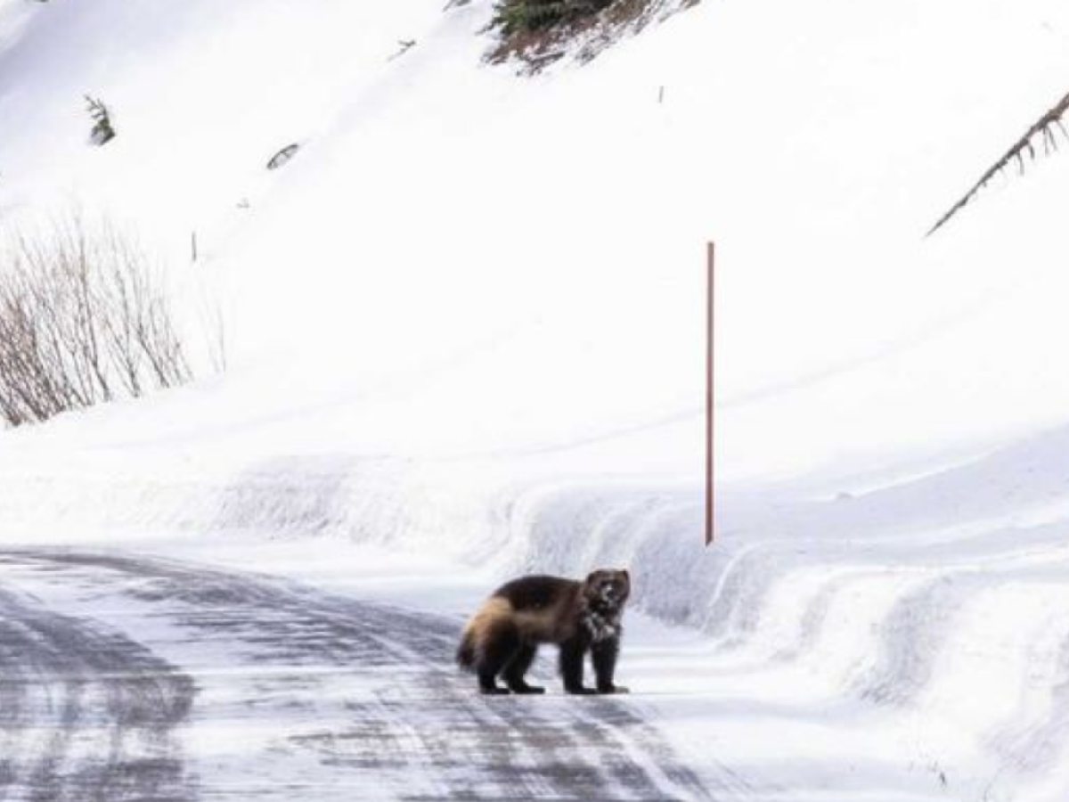 El “unicornio de Yellowstone”: las imágenes del animal captado en famoso parque