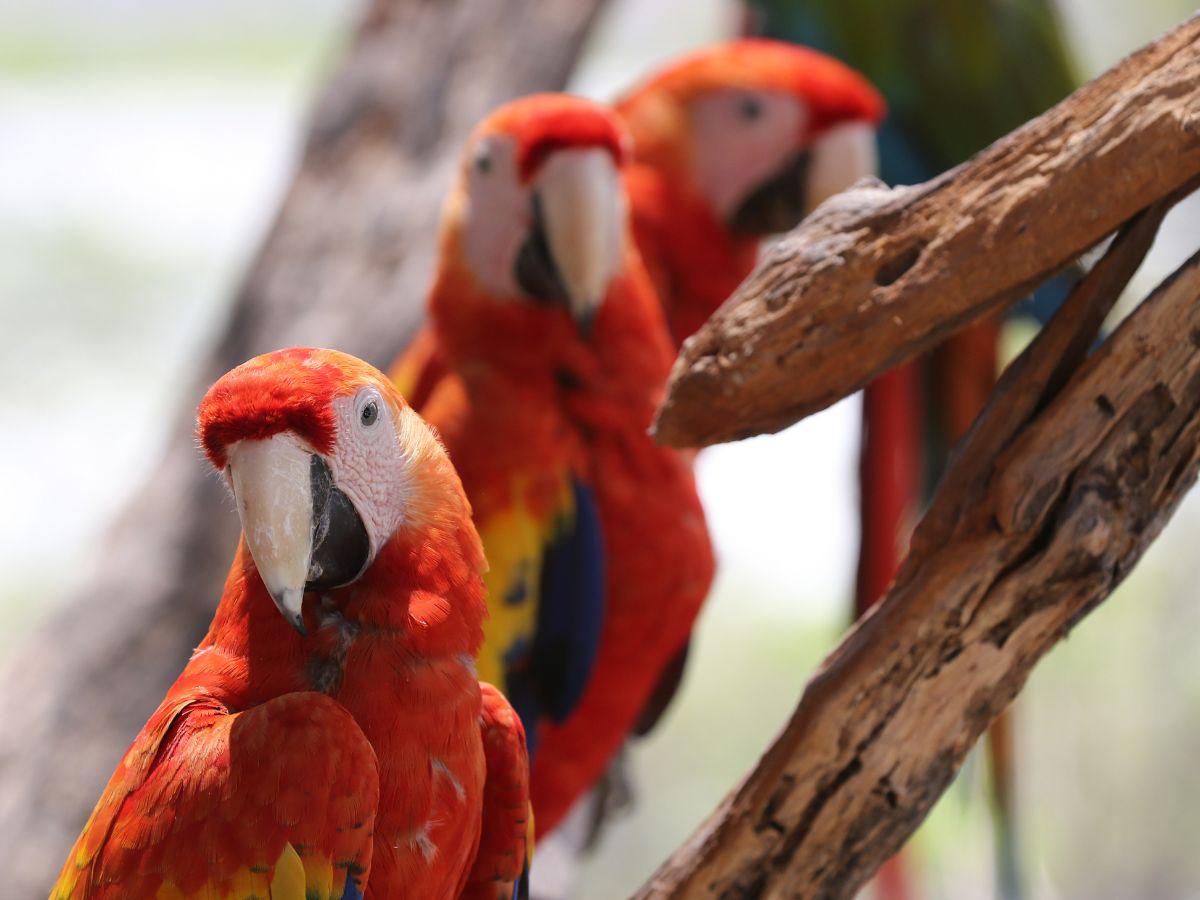 Centro de rescate animal ha logrado liberar a más de 200 aves y felinos