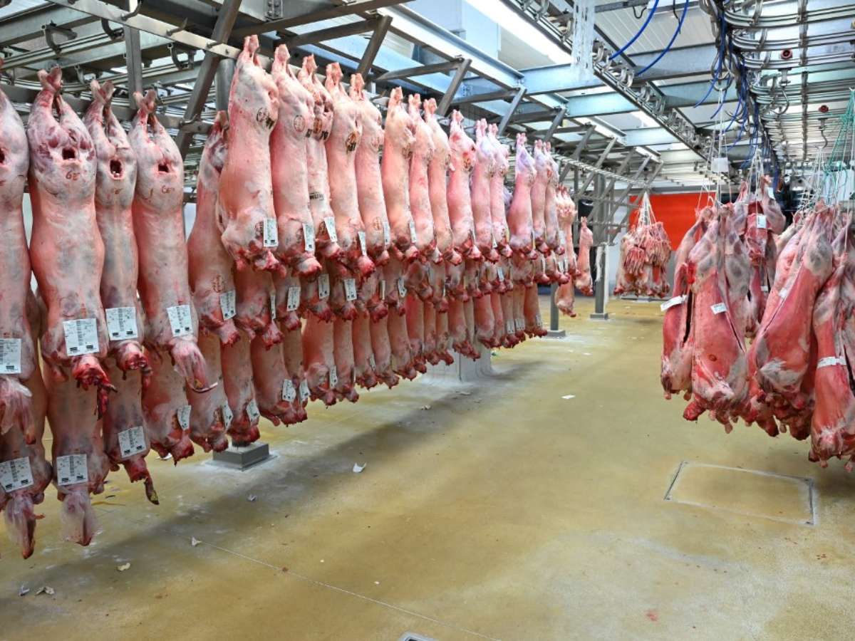 Varios países suspenden importación de carne de cerdo de Suecia por peste porcina