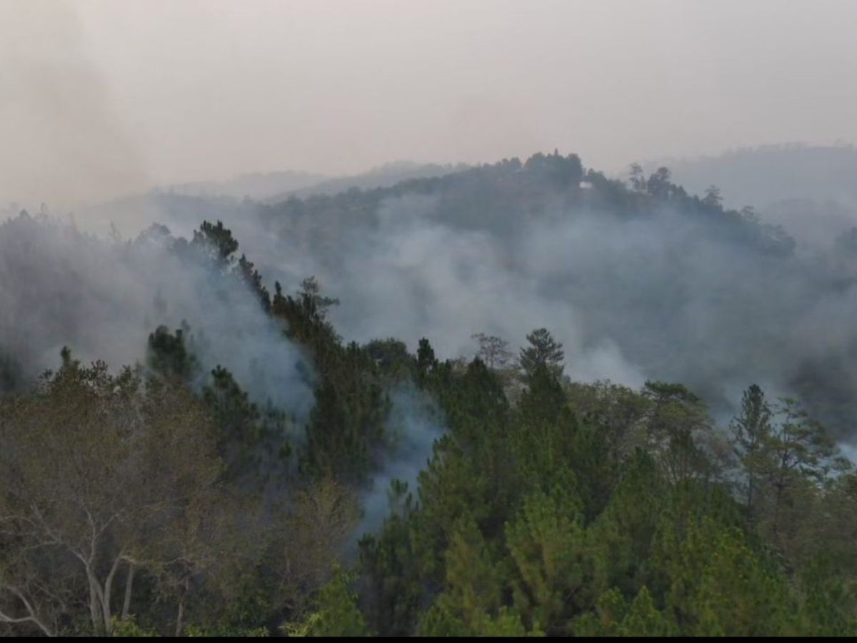 Más de 50 hectáreas de bosque consumidas tras incendio a cercanías del Zoológico Joya Grande