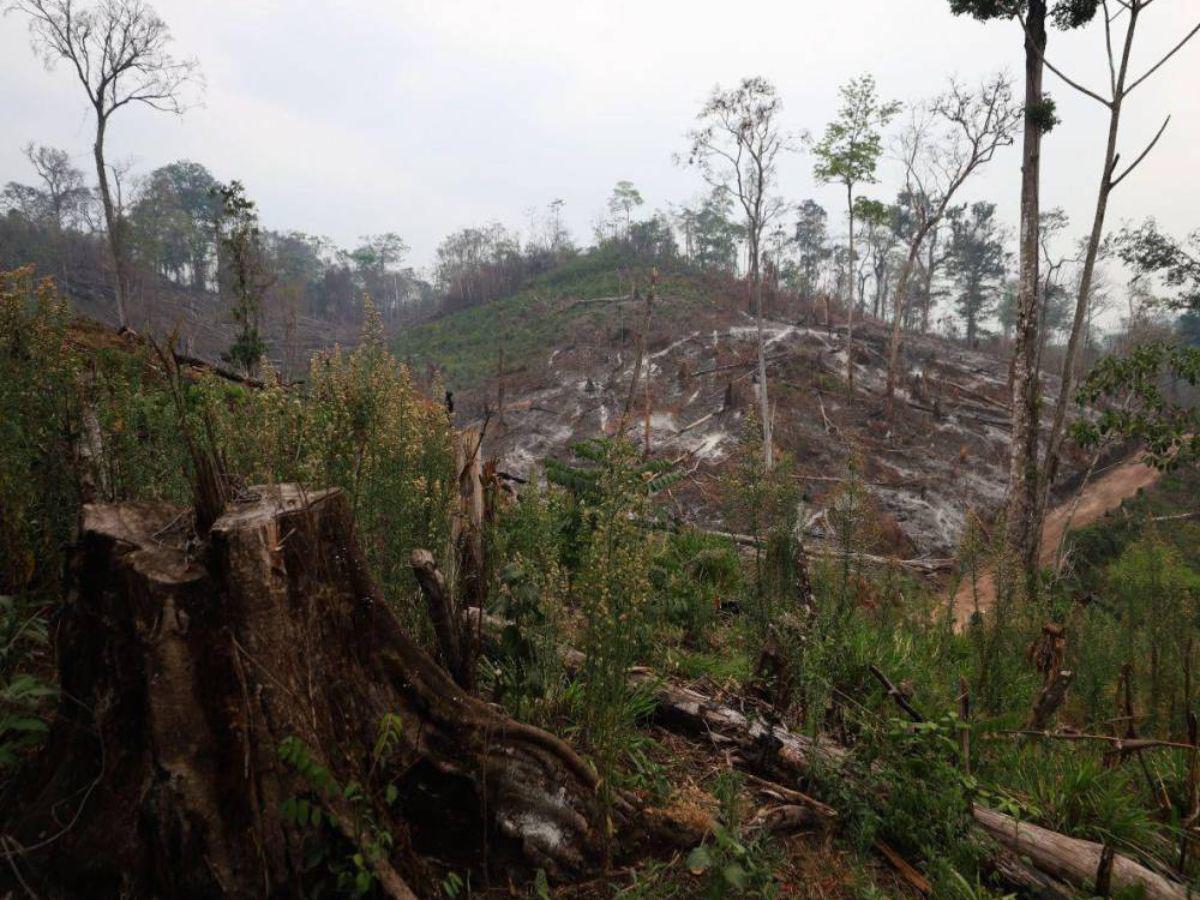 Ocupación de tierras, narcocarreteras y deforestación: conflicto en el río Plátano