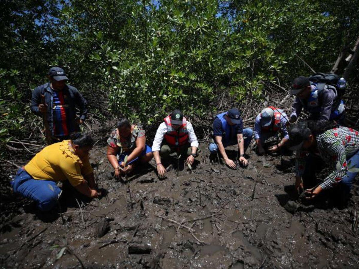 Rescatarán 80 hectáreas de bosque de mangle en el sur