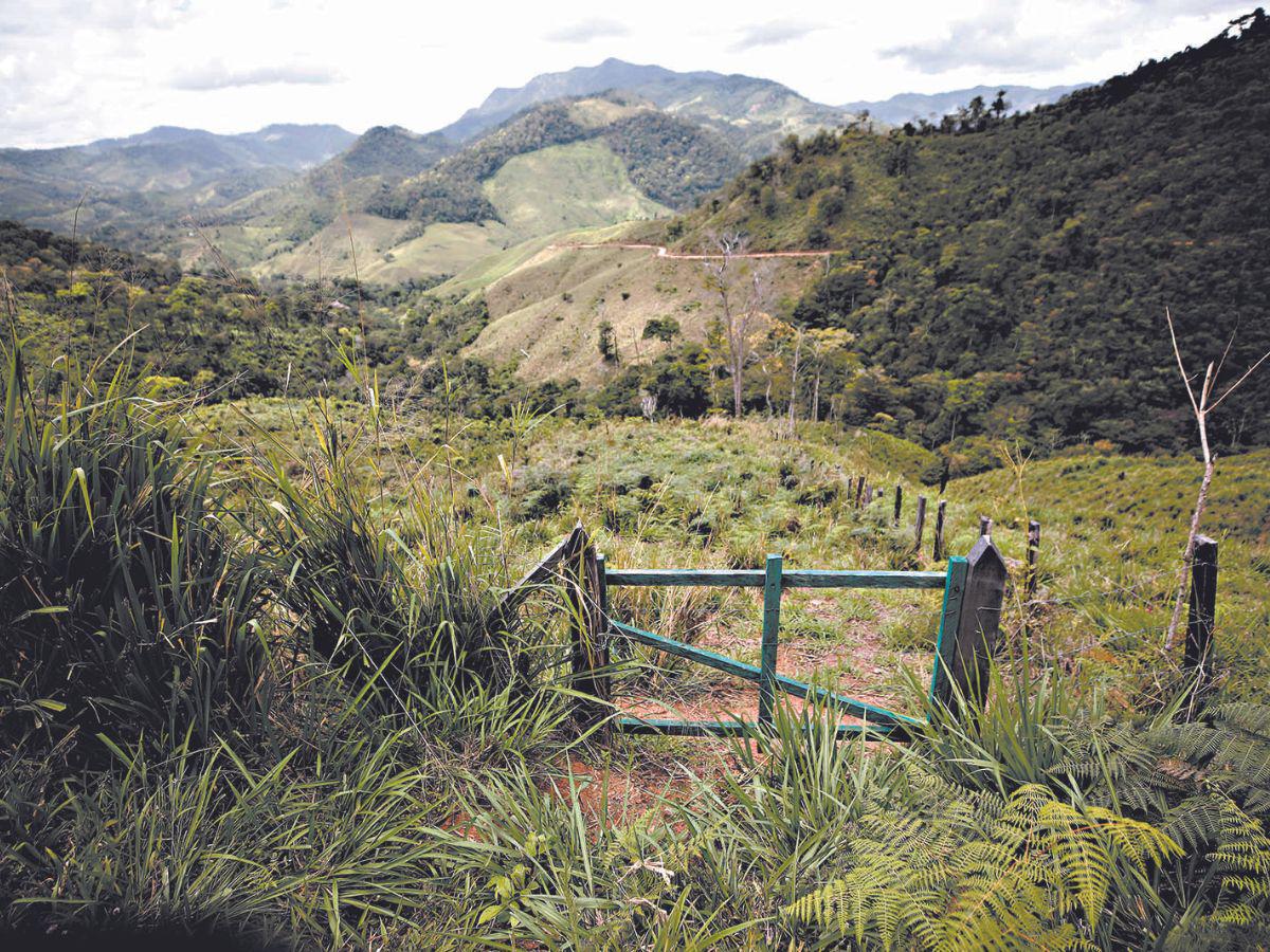 Ganadería ilegal ha devastado 25% de selva de La Mosquitia