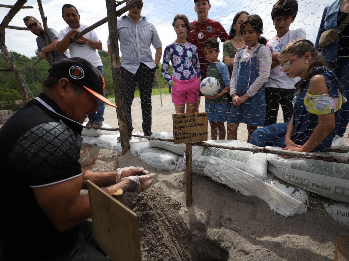 La emocionante liberación de la tortuga golfina en el sur de Honduras