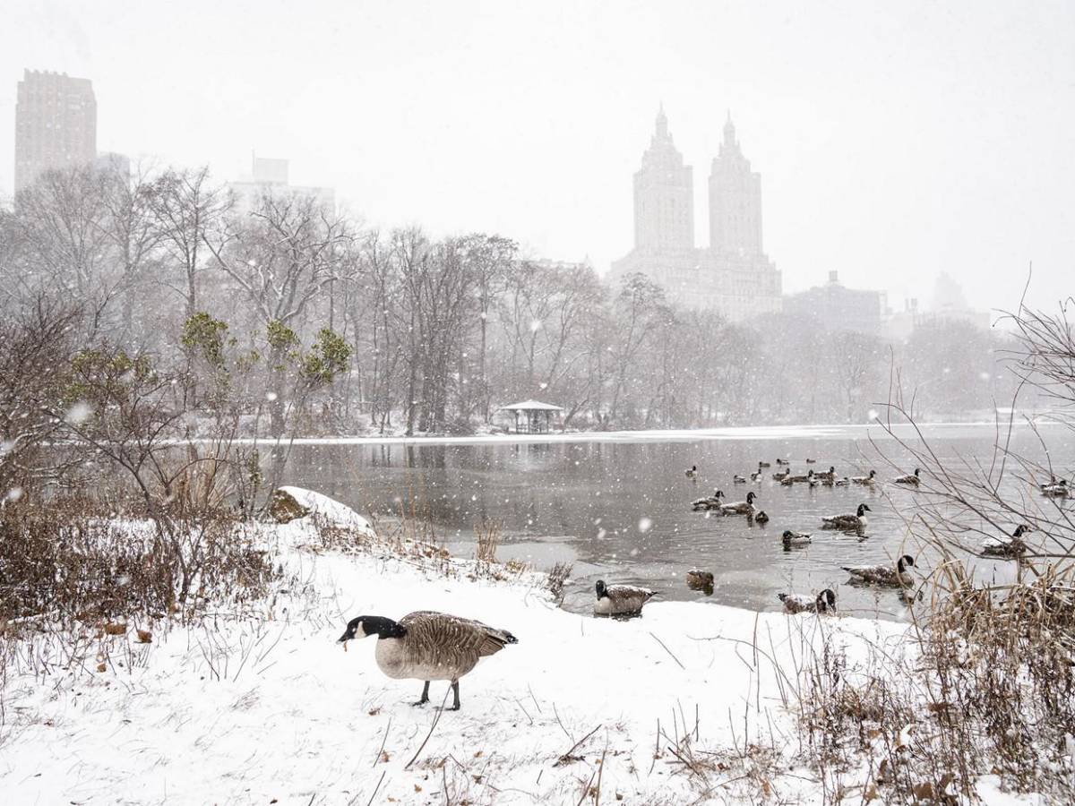 Tormenta de nieve en EUA deja impresionantes imágenes en Nueva York