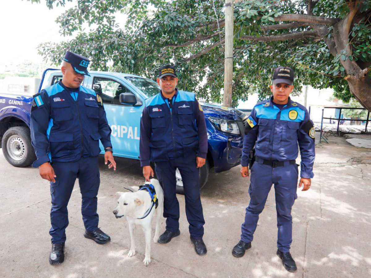 Más de 50 casos de maltrato animal ha atendido la Unidad Canina en la capital