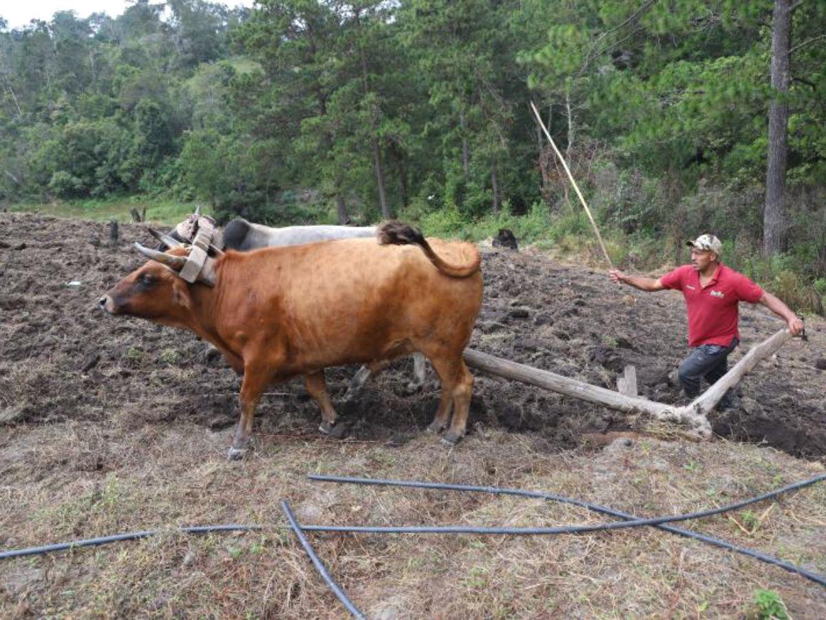 Más de 1,700 productores llegaron a readecuar deudas con Banadesa