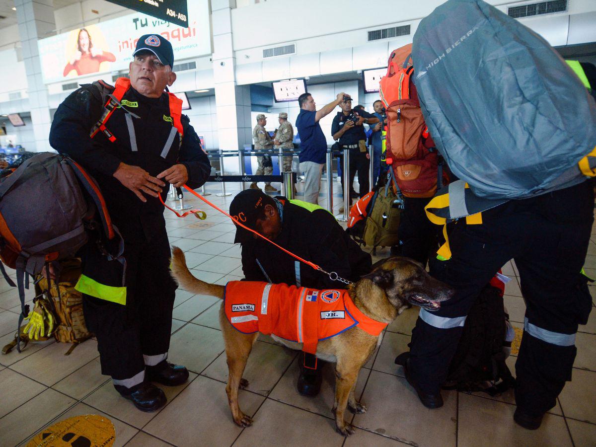 Dos perritos panameños también formarán parte del equipo de rescatistas enviados a Turquía.