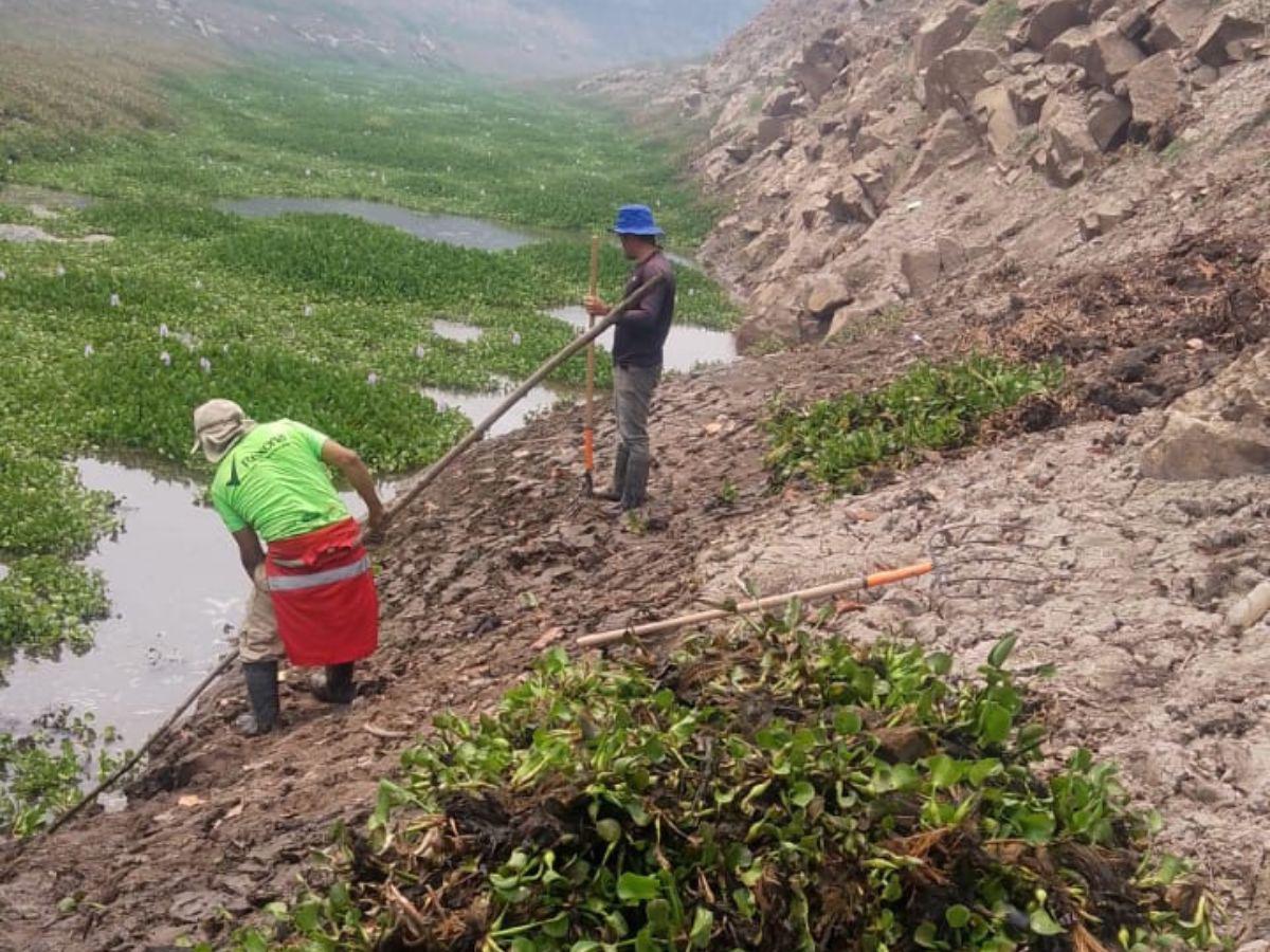 Los trabajos ejecutados por personal de la Alcaldía Municipal y la UMAPS se ejecutan a diario para retirar la planta del cauce y del embalse.