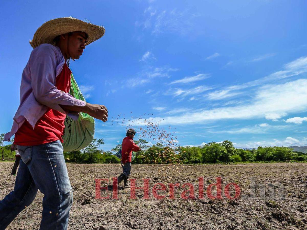 300 millones de lempiras desembolsó Banadesa a los productoctores de la zona sur de Honduras