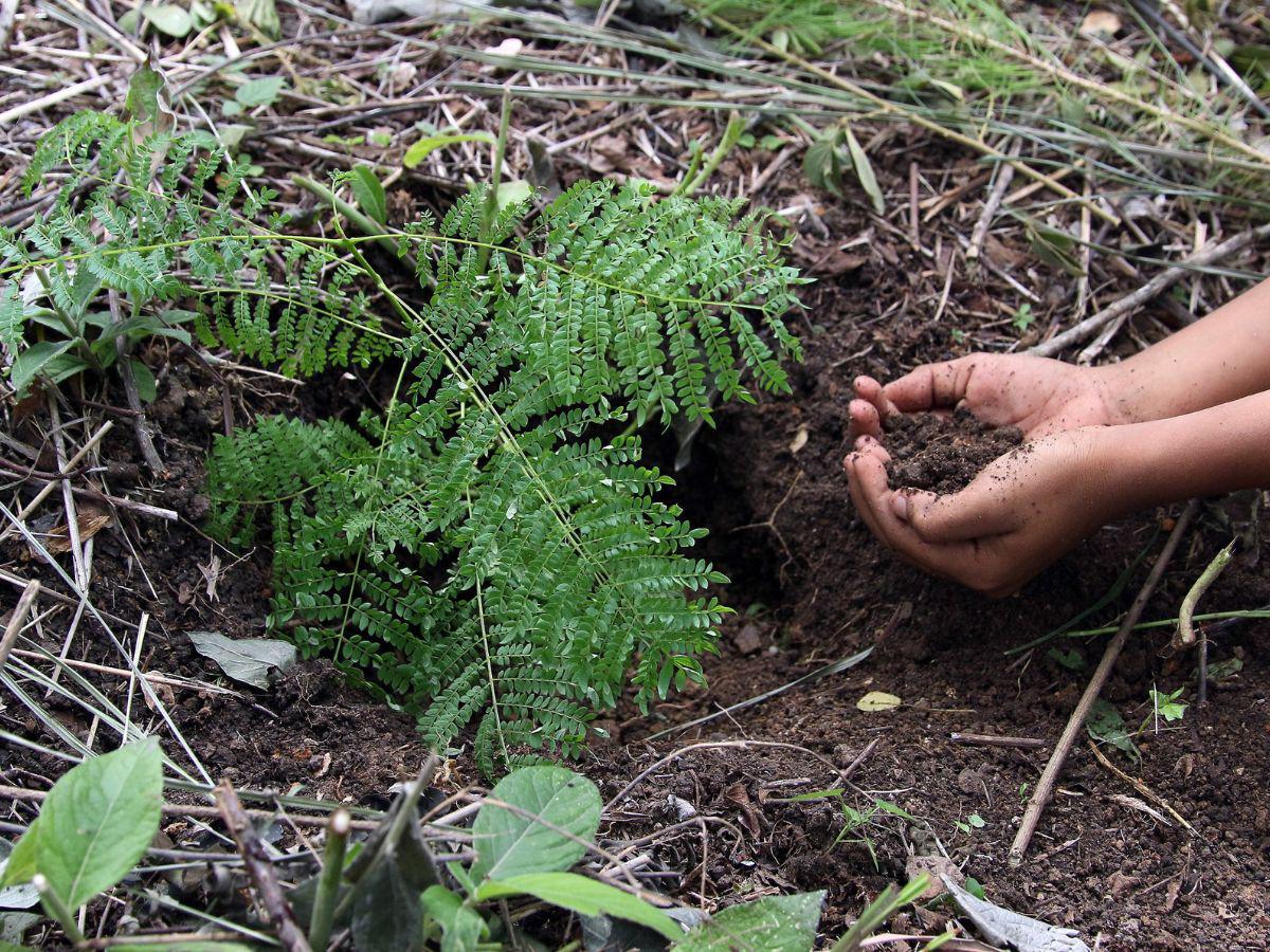 Héroes del ambiente y Fundación Terra hacen un planeta más verde