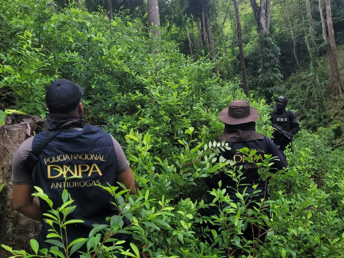 Ubican y destruyen más de 35 mil plantas de hoja de coca y cuatro viveros en Colón