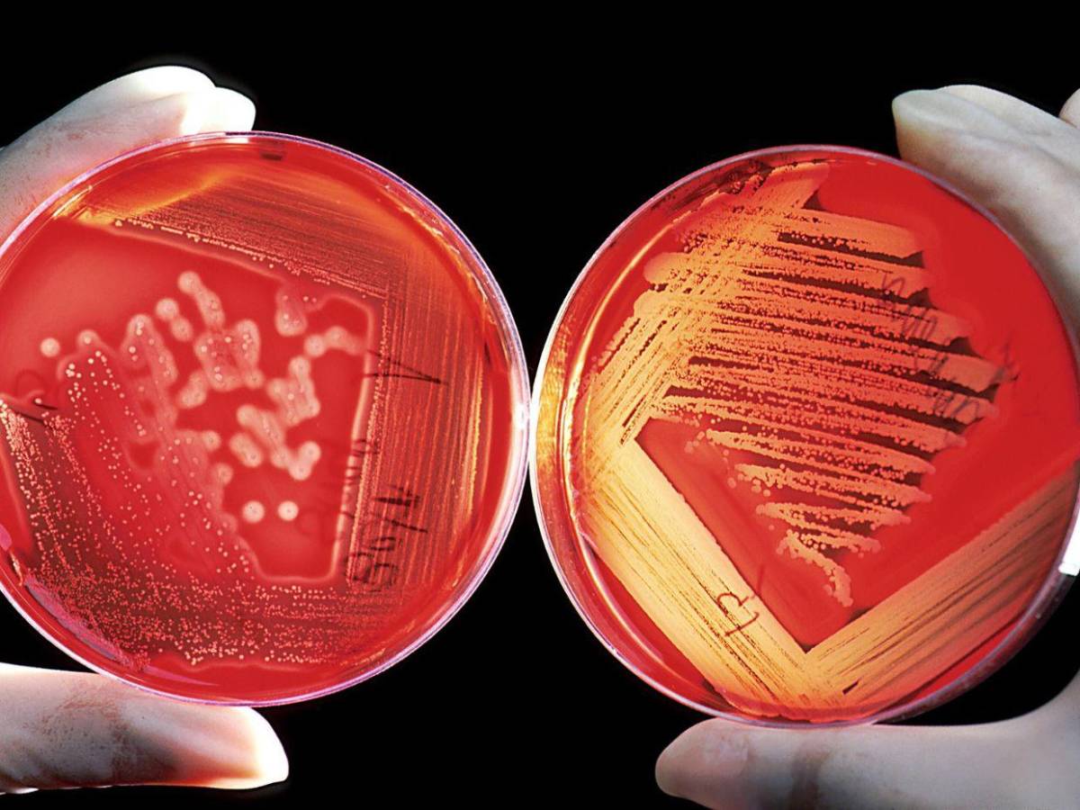 ¿Qué son las “bacterias espejo” y por qué amenazarían la vida en la Tierra?