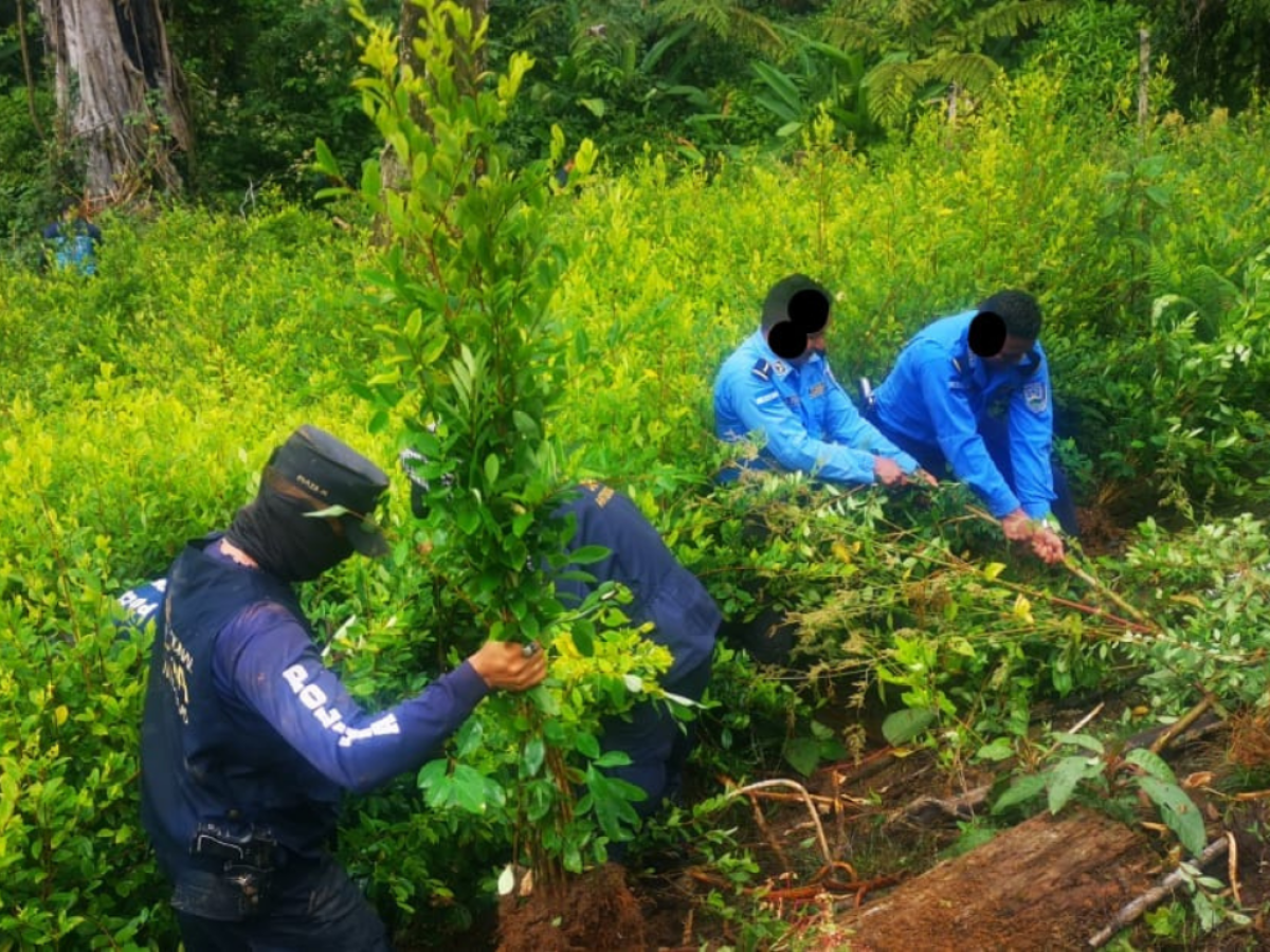 Hallan plantación con alrededor de 21 mil arbustos de coca en El Paraíso