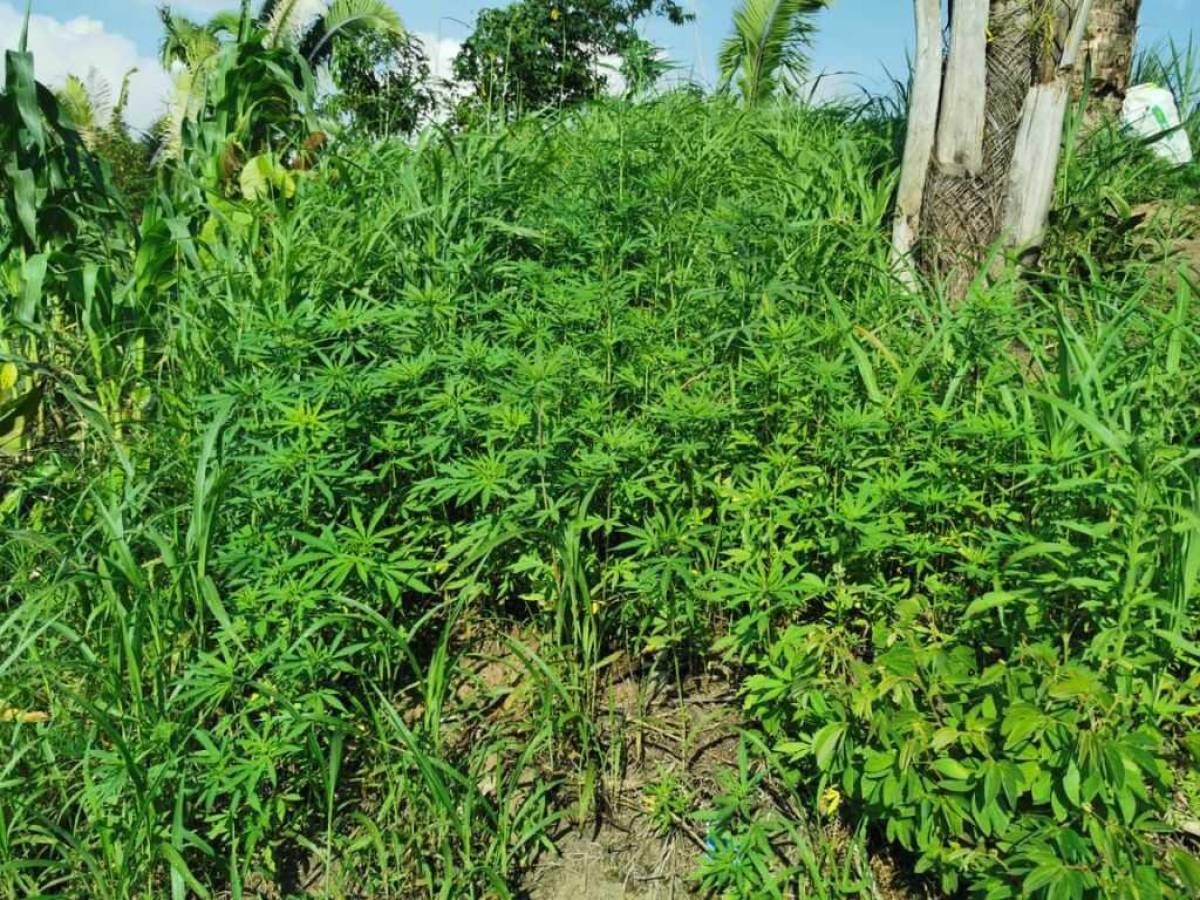 Aseguran dos manzanas de cultivo de marihuana en Tocoa, Colón