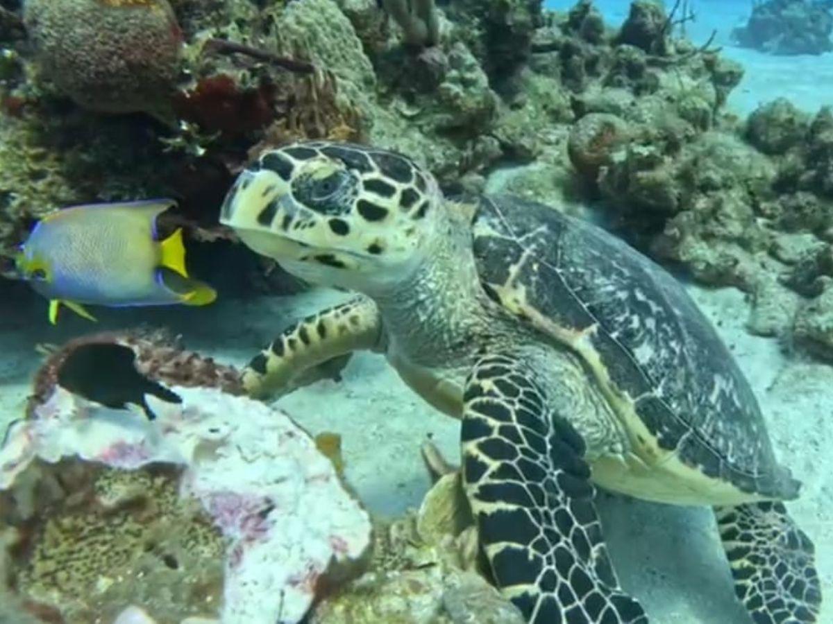 $!Por la opacidad con que se maneja la construcción de la cárcel en las Islas del Cisne, se desconoce cómo se evitaran los daños a un ecosistema marino de los más preciados del mundo.