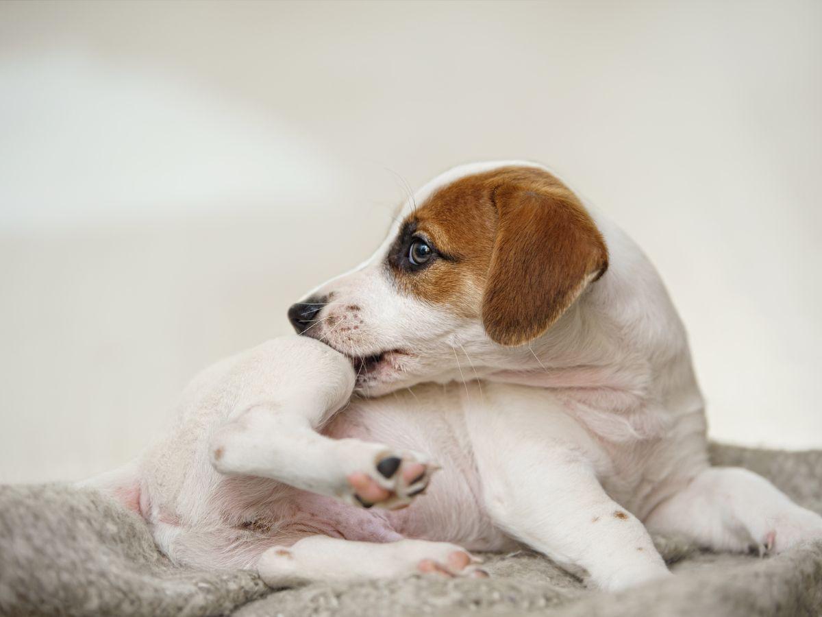 Mantener a su cachorro bien alimentado y libre de estrés contribuirá a su buena salud.