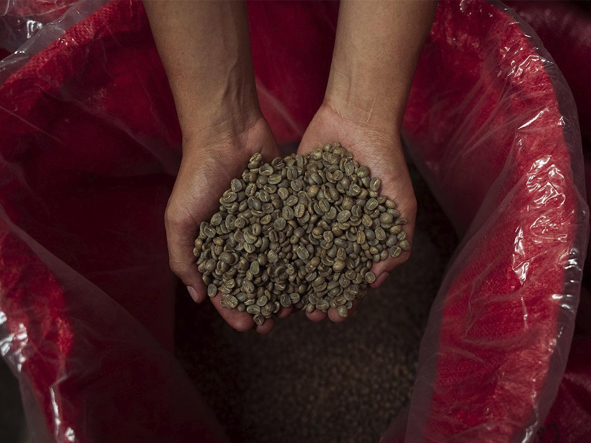 <i>Finca Pozo Negro, símbolo de innovación cafetalera en Honduras.</i>