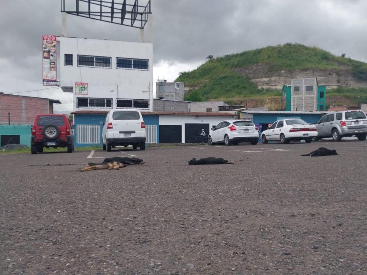 Los animales fueron atacados en el parqueo del Mercado Perisur.