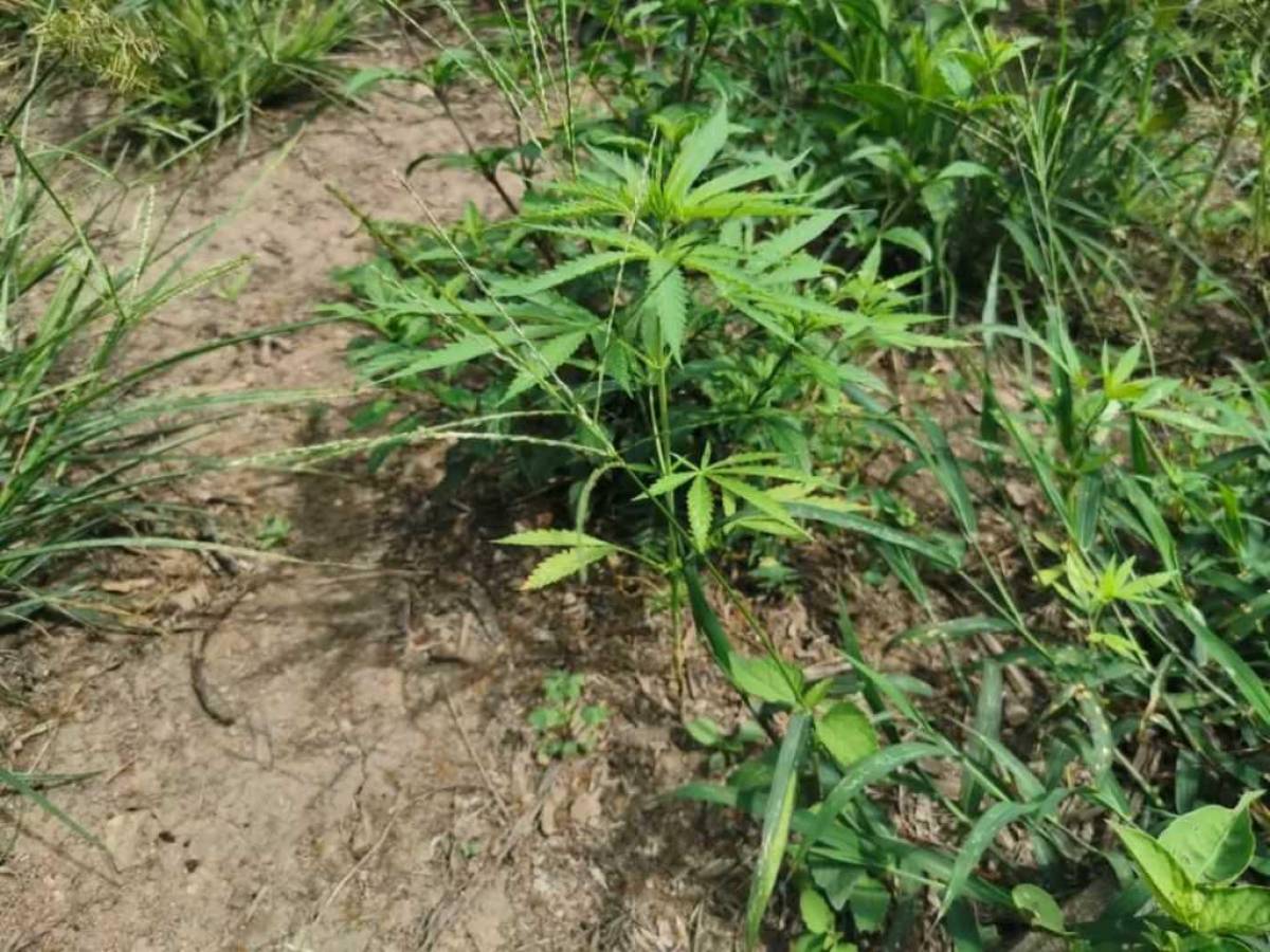 Aseguran dos manzanas de cultivo de marihuana en Tocoa, Colón