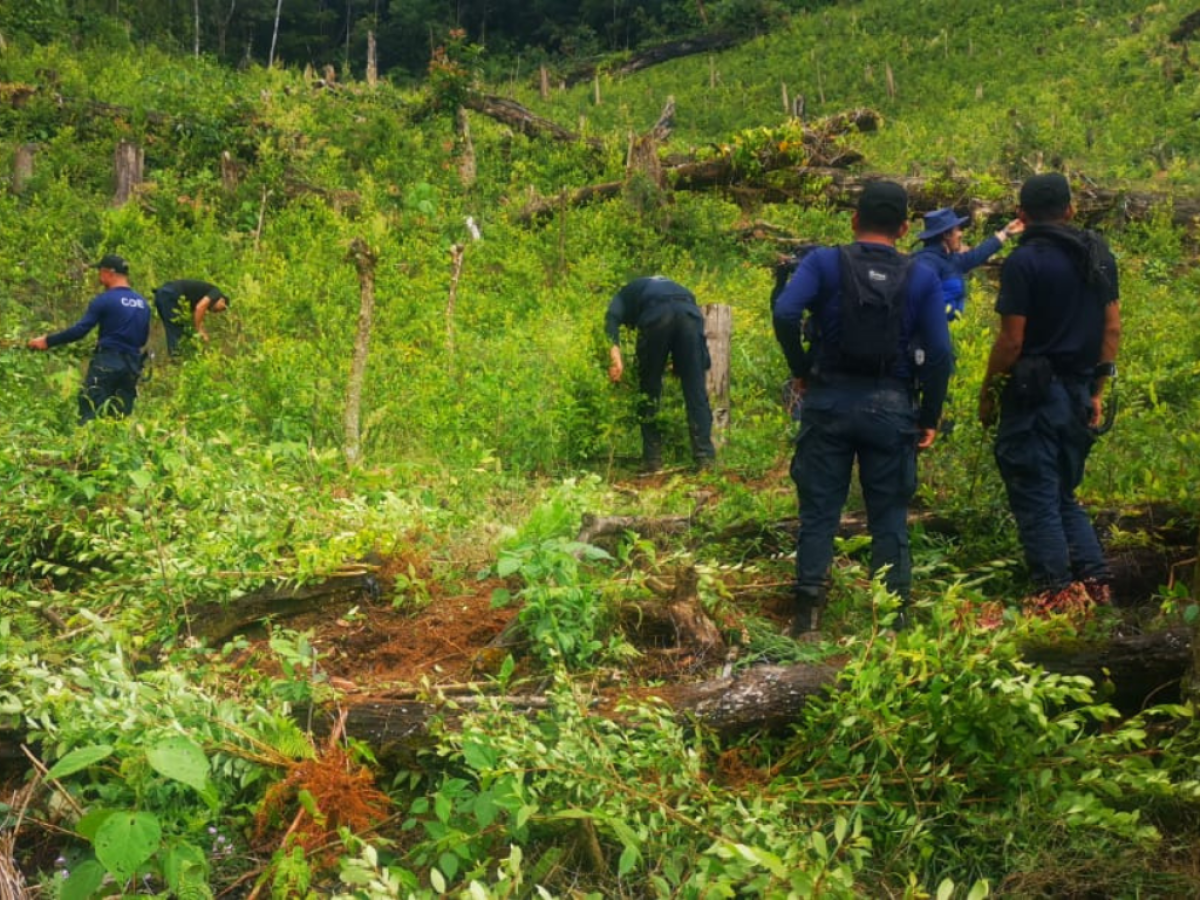 La plantación fue incinerada por los agentes a cargo de la investigación.