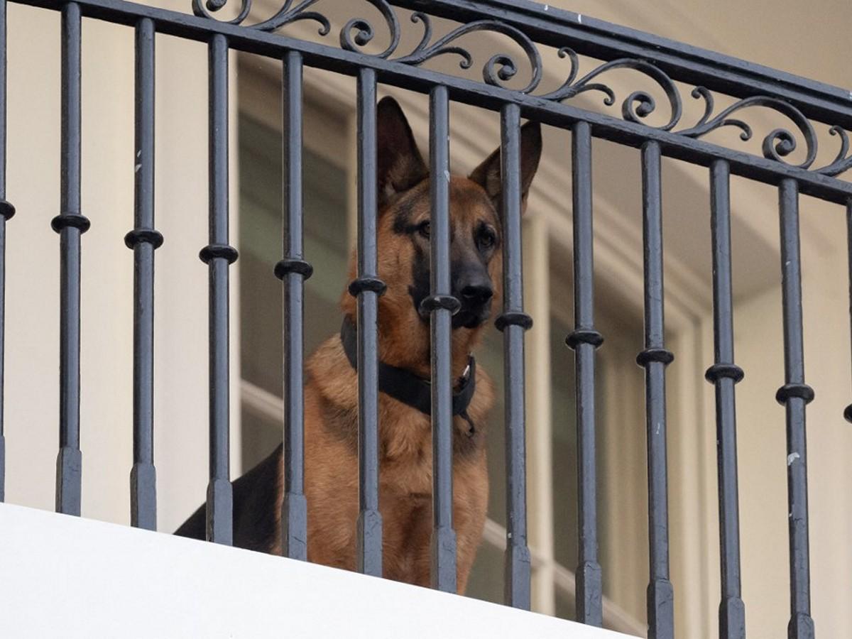 Expulsan de la Casa Blanca a Commander, el perro los Biden, por morder a agentes