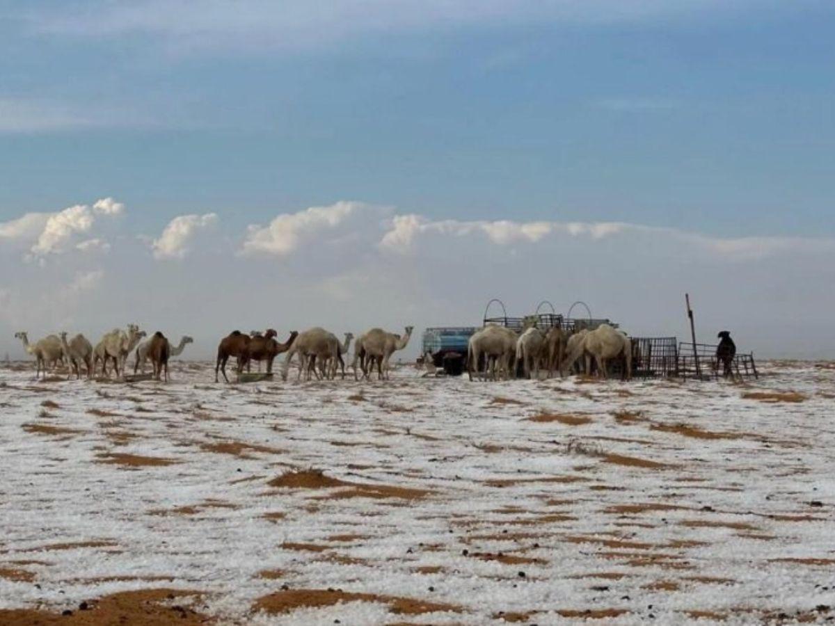 Desierto de Al Jawf en Arabia Saudita se cubre de nieve por primera vez en la historia