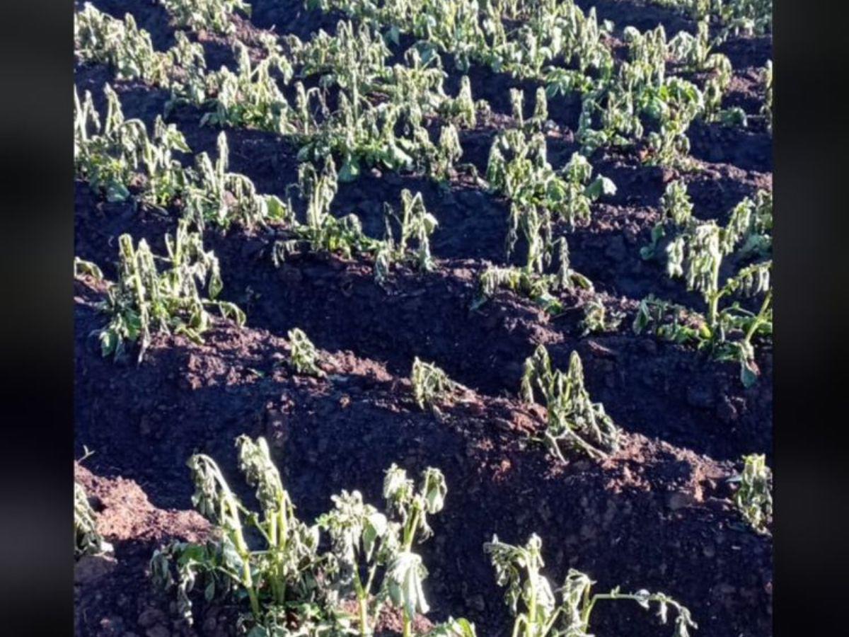 Las autoridades locales confirmaron efectos negativos en la agricultura, con Ricardo Fiallos, gerente de la municipalidad de Intibucá, informando que la temperatura había descendido a un grado