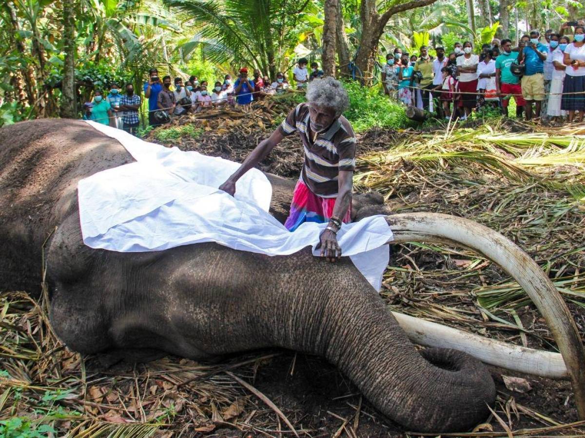 Muere Raja, el elefante más sagrado de Sri Lanka a los 68 años