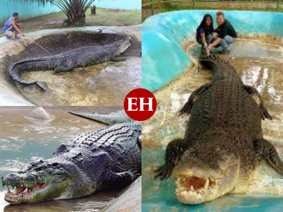 Lolong: La historia del cocodrilo más grande del mundo en cautiverio